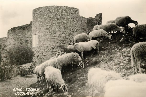 Paša ovac na Kraškem robu pri gradu Socerb