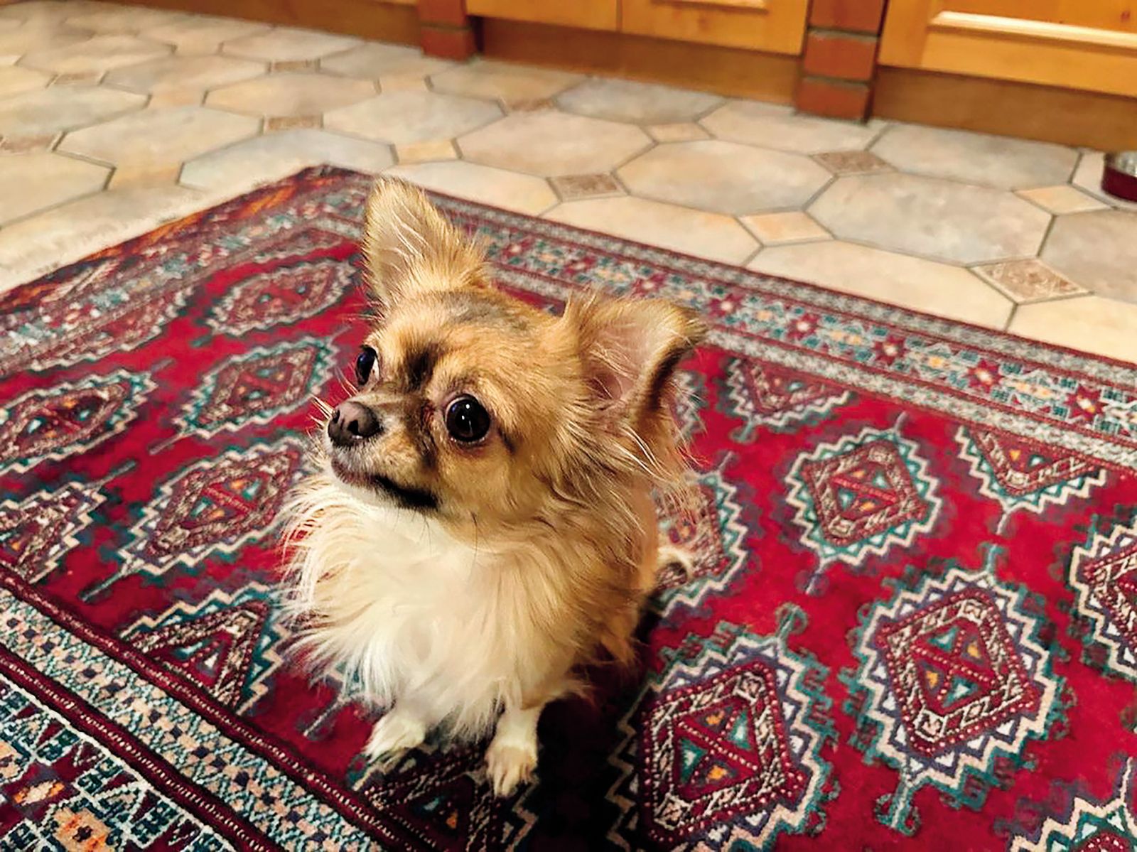 Pahor je imel rad zlato ribico, Nataša Pirc Musar pa ima v predsedniški palači druge živali: »Danes z možgani na off in čivavo na straži:)« je zapisala ob fotografiji 