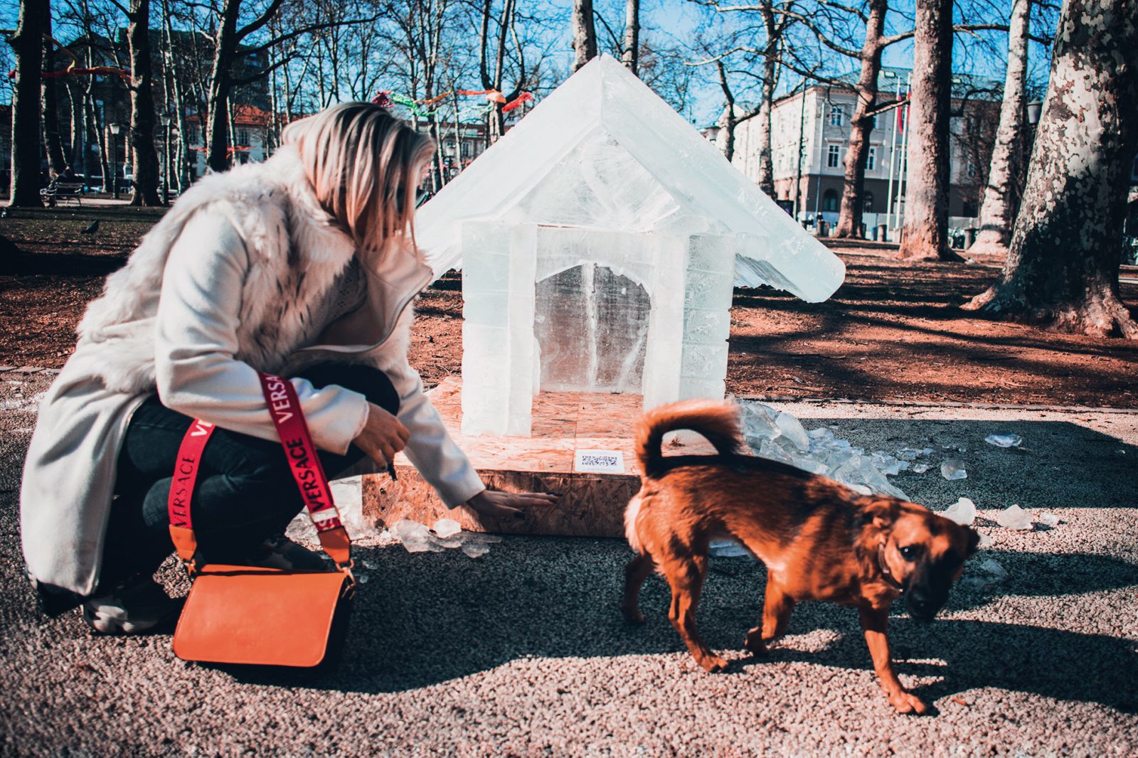 Ledeno hladen dom – pasja hiška iz ledu, opozorilna akcija za zapuščene živali, Kongresni trg, LJ | Gašper Lešnik