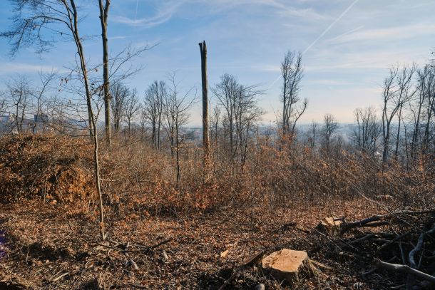 »Na Rožniku bo verjetno treba v prihodnosti posekati še veliko dreves«