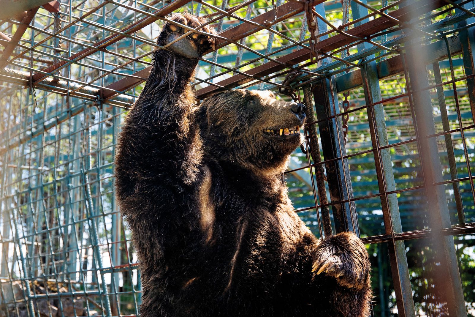 Medved Mitko na turistični kmetiji Abram na Nanosu