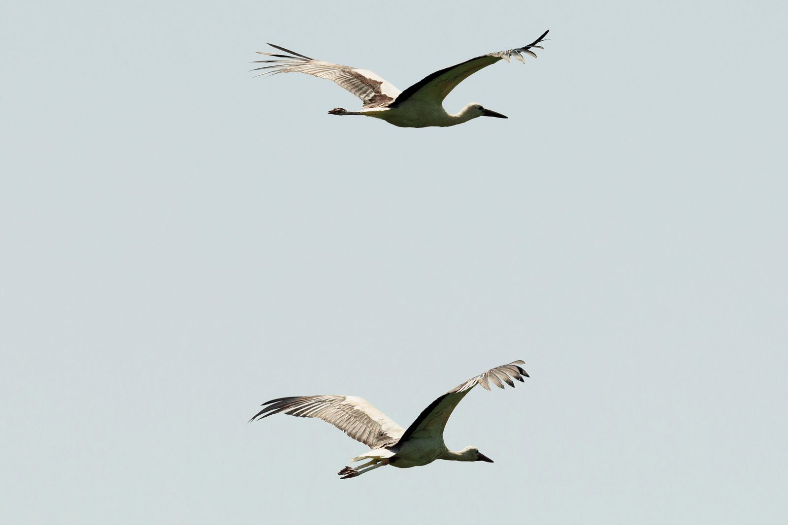 Kar 670 gnezdečih parov štorkelj je v Kranju in okolici | Luka Dakskobler