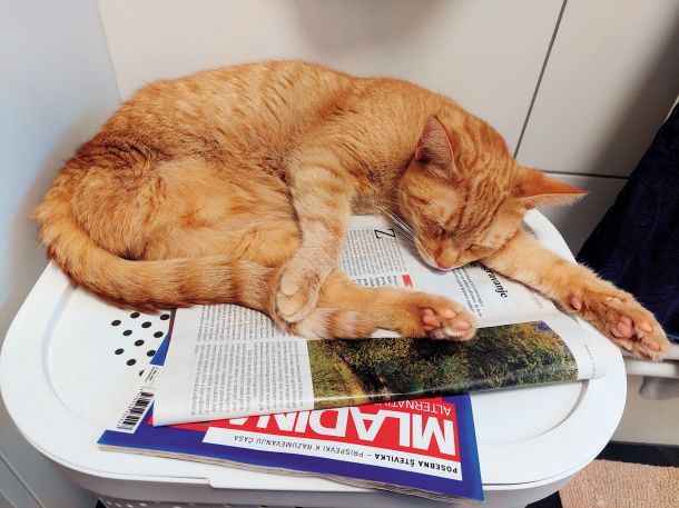 Naš Iggy na košu umazanega perila 