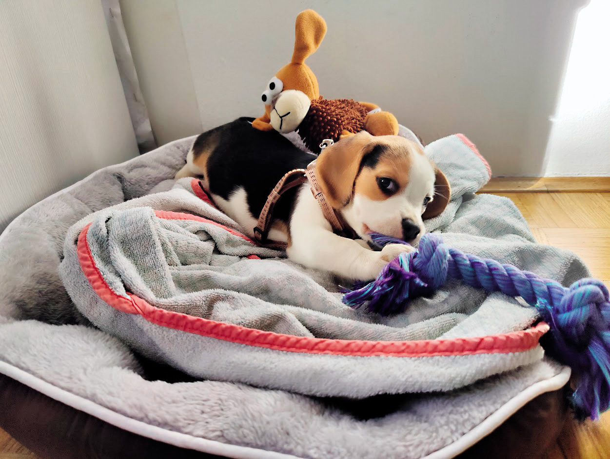 Človekov najboljši prijatelj, domači pes, Canis lupus familiaris