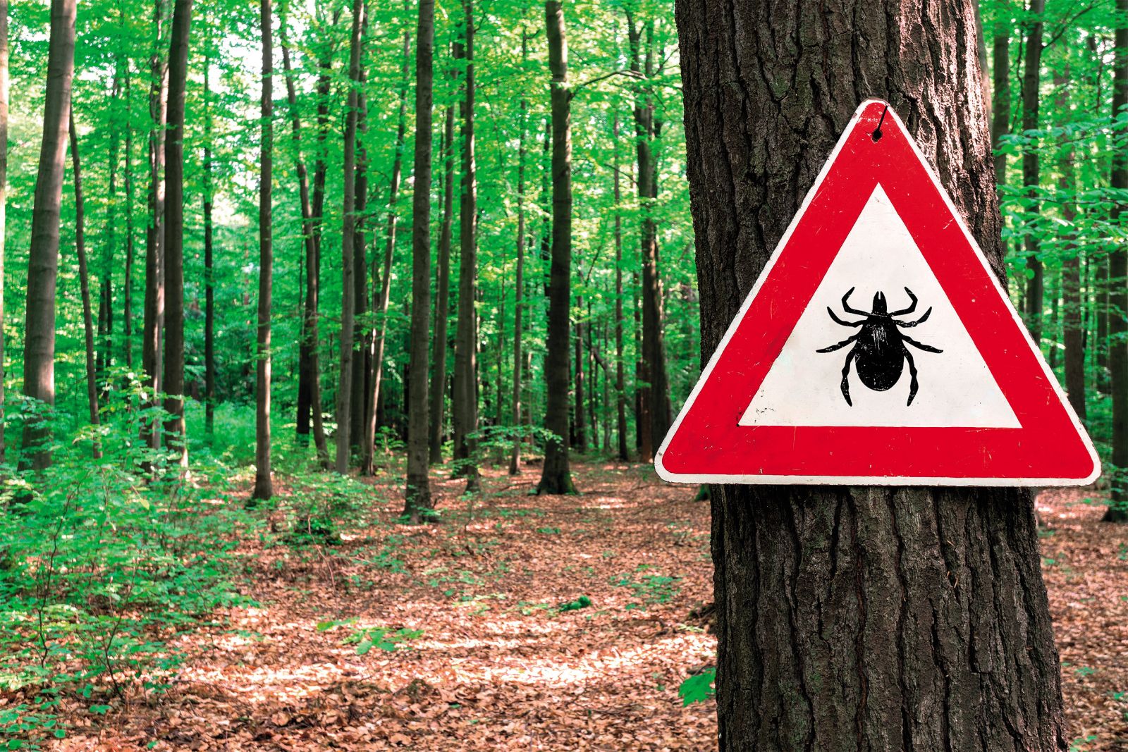 Včasih je veljalo, da so klopi samo v gozdu, danes vemo, da so tudi na travnikih, v vrtovih in parkih.