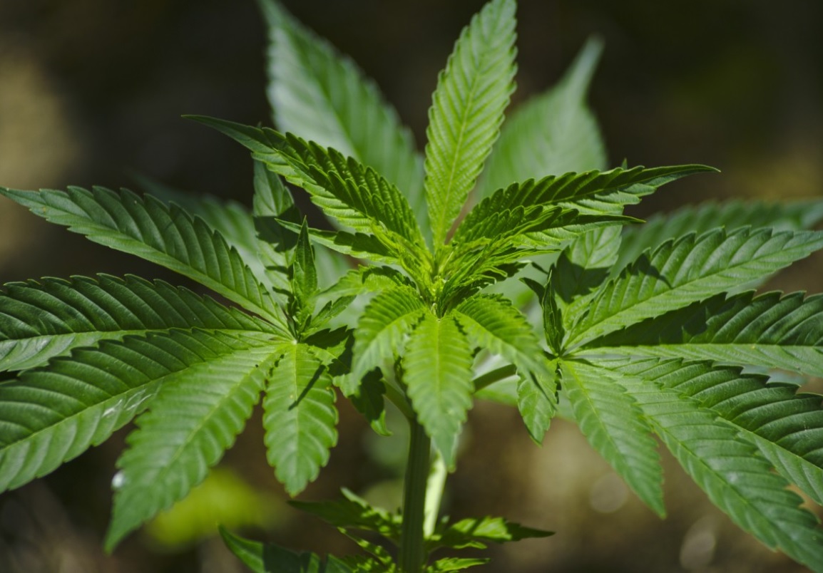 »Predlog zakona o konoplji bo uredil gojenje konoplje za medicinsko rabo na ozemlju Slovenije«