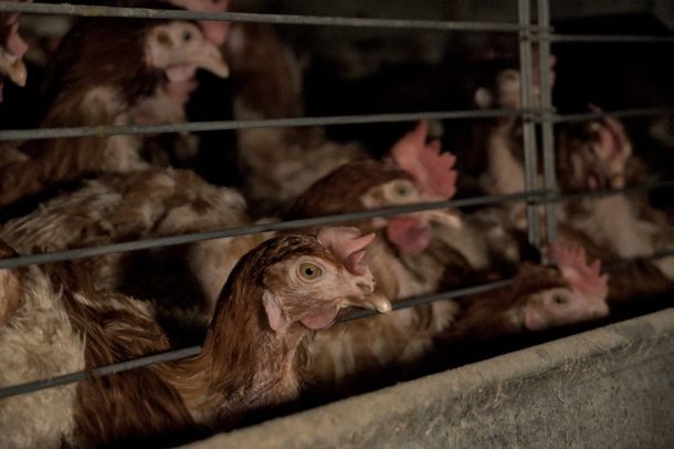 Komisija državnega sveta predlaga veto na zakon o živalih