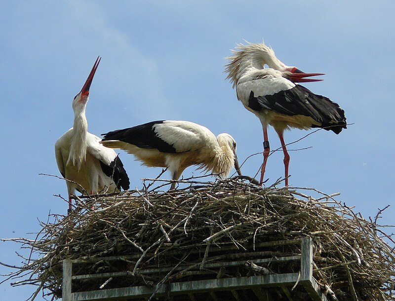 V Sloveniji letos rekordno število belih štorkelj