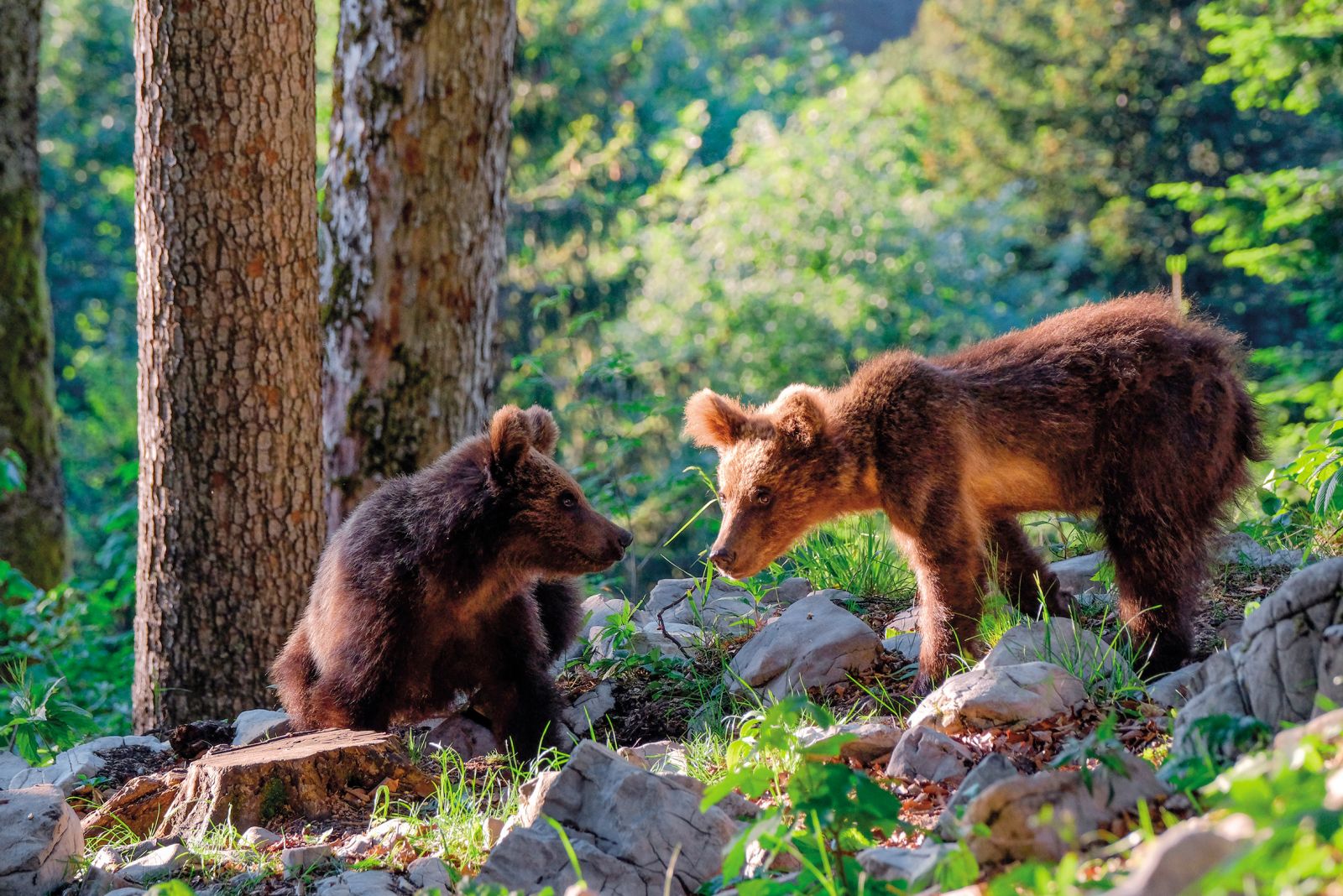 Medvedja mladiča v snežniških gozdovih