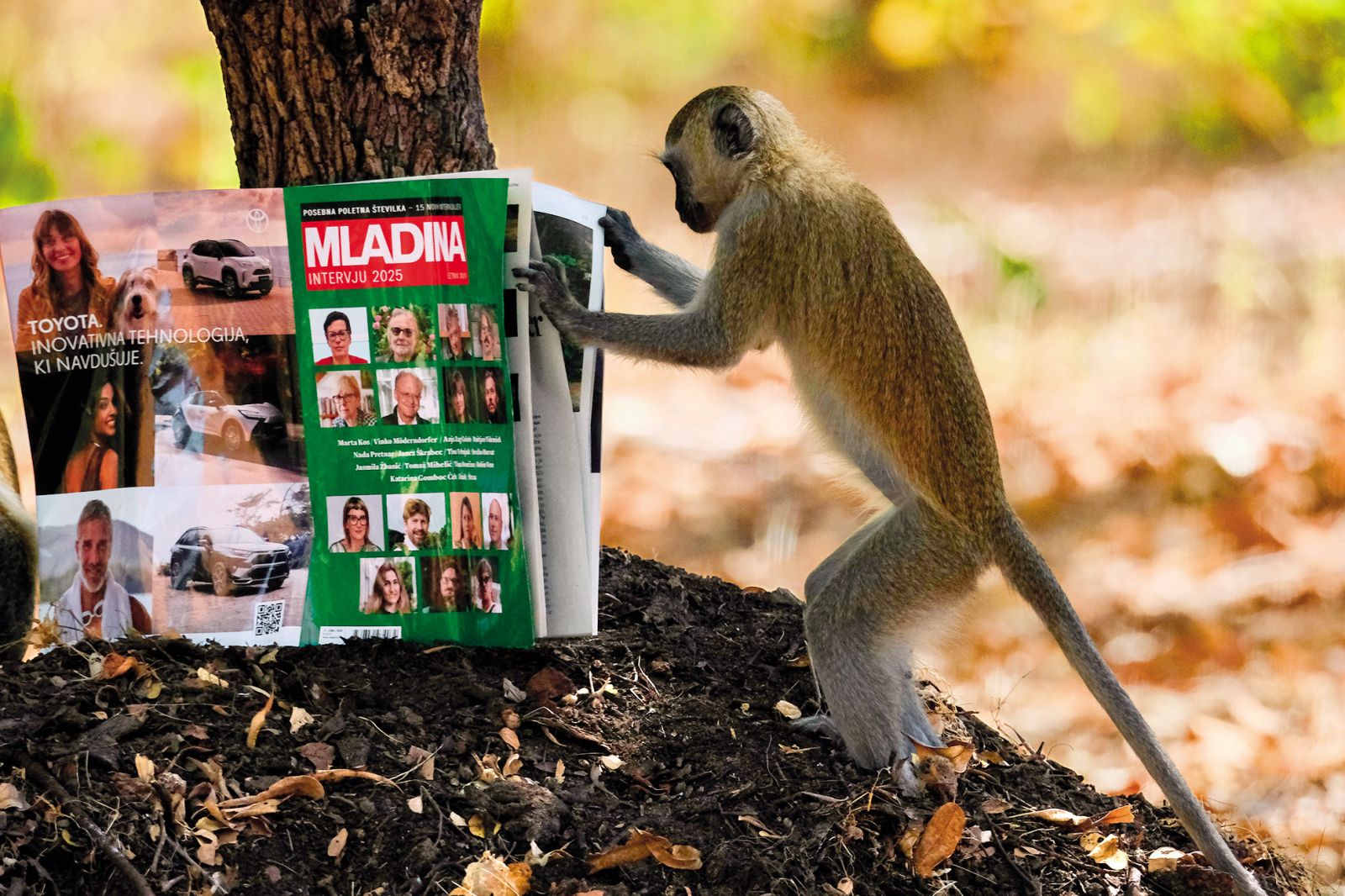 Opica zamorska mačka lista Mladino, Malavi | Zenit