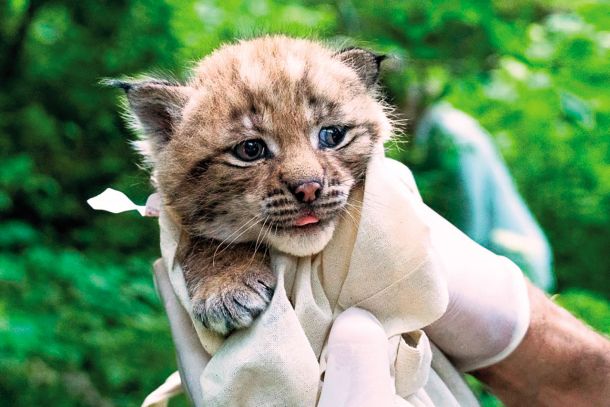 Eden od treh mladičkov risinje Sneške, ki je bila zadnja izpuščena v okviru projekta LIFE Lynx in ki jo še spremljajo s pomočjo telemetrije – med Borovnico, Iškim vintgarjem in Rakitno. 
