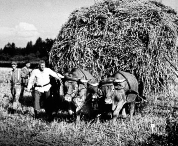 Zaporniki in sodelavci SS med žetvijo v Dachauu, okoli leta 1944