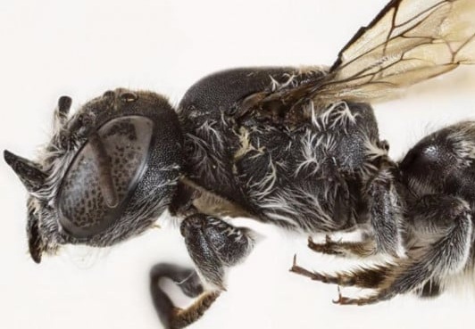 Novo vrsto čebel z rogovi poimenovali Lucifer