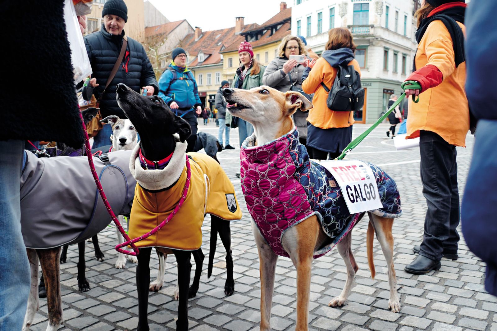 Protestniški psi (in njihovi lastniki) na ljubljanskih ulicah