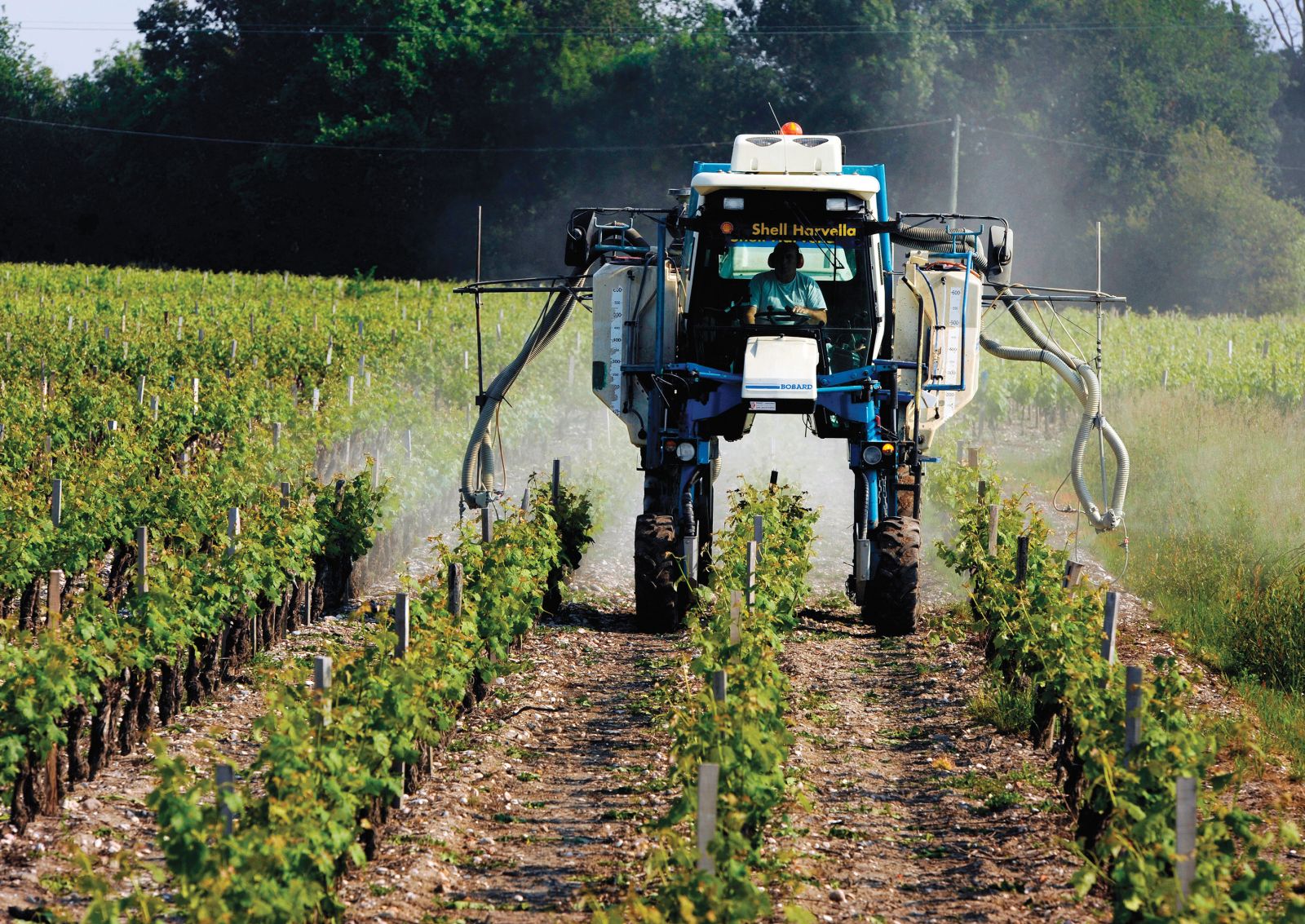 Med vinogradniki kosi rak