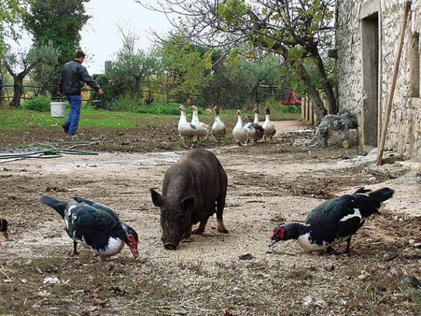 Turistična kmetija Šterle, Stancija Druškovići, Istra