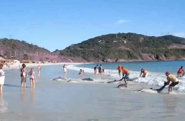 Delfini na brazilski plaži Arraial do Cabo