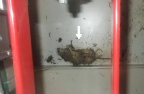 Nesrečna podgana, ki je skoraj povzročila novo jedrsko katastrofo v Fukušimi.