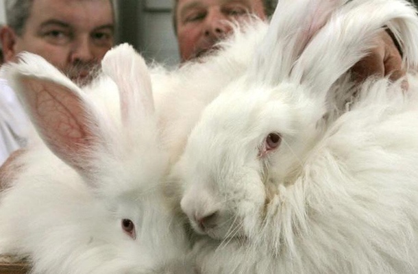 Enotnih pravil za zaščito živali, ki jih človek redi zaradi kožuhov, v Evropi ni. Bruselj je napisal le priporočila, ki jih članice lahko upoštevajo ali pa tudi ne.