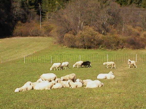 Slika 195633