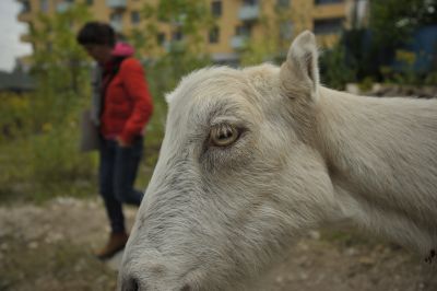 Dan s kozo, Onkraj gradbišča, Ljubljana 2010