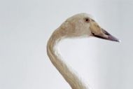 Nove sile domače avtorske fotografije